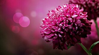 Unique Purple Flower HD Wallpaper