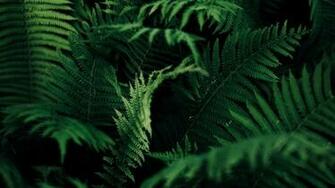 Cool Image Landscapeplanta Mobile Naturaleza HD Nature