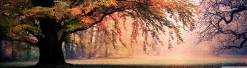 Fall Ultra HD Desktop Background Wallpaper For 4k UHD Tv
