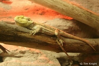 Bearded Dragon Wallpaper Background