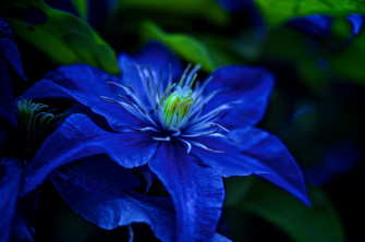Blue Flower