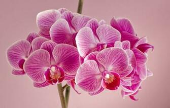 Wallpaper Flowers Background Orchids Pink Orchid Image For