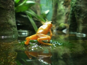 Funny Frogs HD Wallpaper Pictures Image