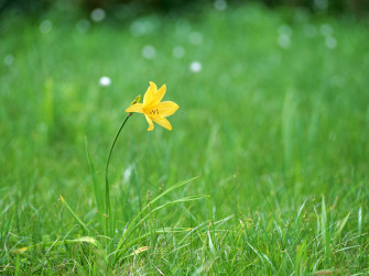 Nature Flower Wallpaper