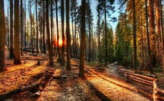 Into The Woods Wallpaper
