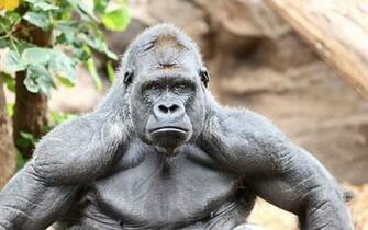 Best Gorilla Wallpaper Demon