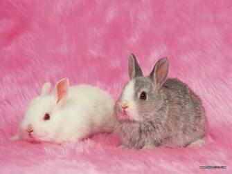 Tags Animals Bunny Rabbit Cute Wallpaper