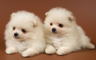 Baby Puppies Dog Very Cute Wallpaper HDwallsize