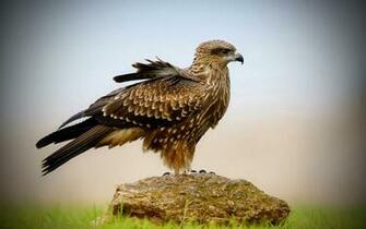 Hawk HD Wallpaper