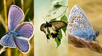 Samsung Wallpaper Butterflies By Diceeno