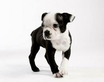 Boston Terrier Wallpaper