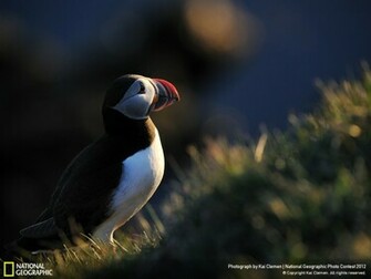 Nature Week Gallery National Geographic Photo Contest