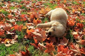 Puppy In Leaves Autumn And A