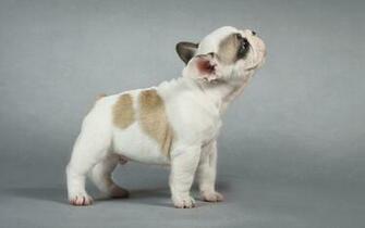 Dogs Animals Puppy Dog Baby Cute Wallpaper