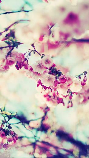 Floral iPhone Plus Wallpaper For A Sunny Spring