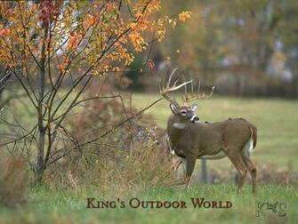 Whitetail Deer Wallpaper Size