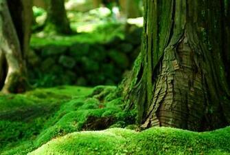 Moss Forest Wallpaper Za Green Nature Tree