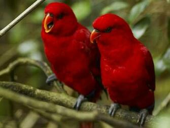 Beautiful Wallpaper For Desktop Birds HD