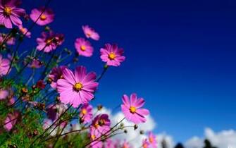 Pink Cosmos Flower Wallpaper