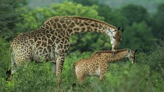 Wildlife South Wallpaper Africa Games