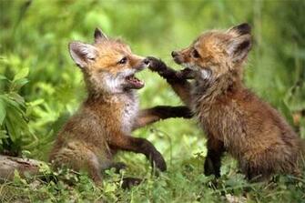 Baby Fox Wallpaper Animal