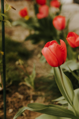 Tulips iPhone Wallpaper