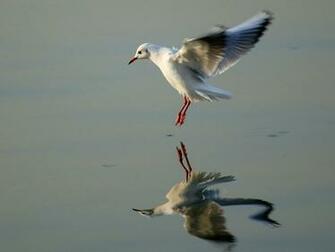 Seagull Bird Wallpaper Wper