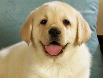 Cute Labrador Puppies Wallpaper