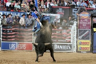 Pbr Bull Riding Wallpaper Professional Riders