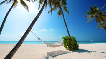 Wallpaper Beach Holiday Summer Palm Trees