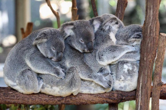 Michael Thorn On X This Is What A Cuddle Train Looks Like