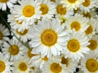 Flower Background Wallpaper HD Desktop