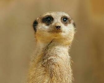 Meerkat Background Wallpaper