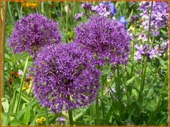 Giverny Ailmauve Dans Photo Fleur Ail Ornement Signaler Erreur