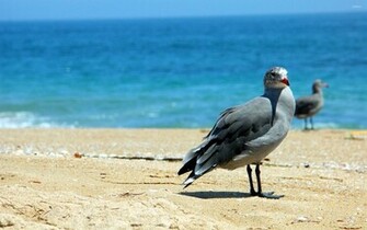 Seagull Wallpaper Animal