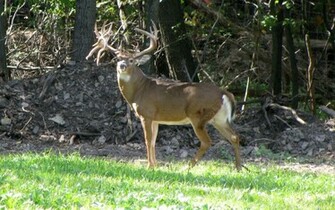 Deer White Tailed Wallpaper Background Image