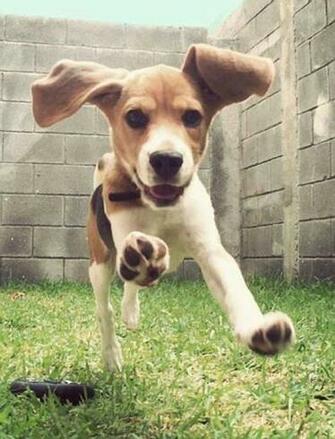 Beagle Wallpaper HD Apps Para Android No Google Play