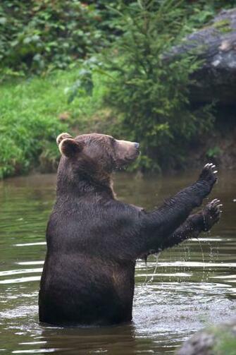 Wallpaper Photo Bucket Wildlife Of Planet The Day Awesome Animal
