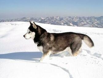 Wallpaper Siberian Husky