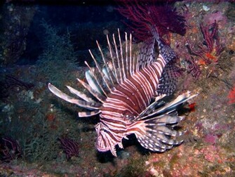 Lionfish Wallpaper