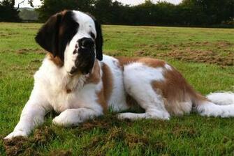 St Bernard Dog Dogs Wallpaper