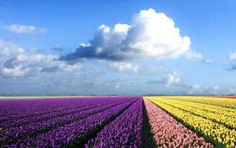 Wallpaper Netherlands Flower Fields