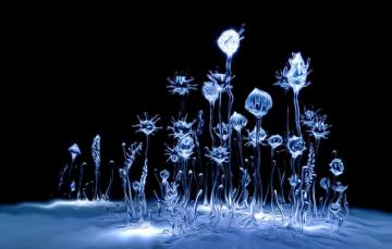 Wallpaper Abstraction Black Background Picture Frozen Droplets