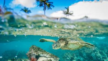 Hawaii The Big Island Coral Creatures Climate Change Trips