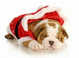 Christmas Bulldog Puppies Image Pictures Becuo