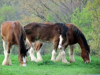 Budweiser Horses Wallpaper Ing Gallery