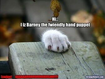 Image Collection Funny Cat Pictures With Guns Lolcats Cute Cats