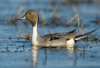 Delta Waterfowl Wallpaper Foundation