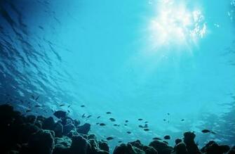 Fish Skool Underwater Wallpaper World Collection