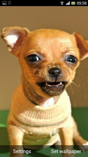 Chihuahua Puppies Wallpaper App For Android